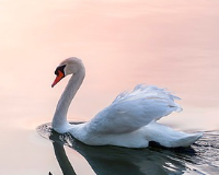 symbol_bird.png