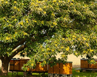 symbol_tree.png
